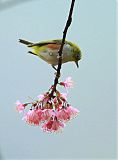 Chestnut-flanked White-eye